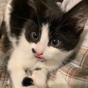 Meet your Posher, Gretchen